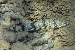 Synodus binotatus - Zweifleck Eidechsenfisch